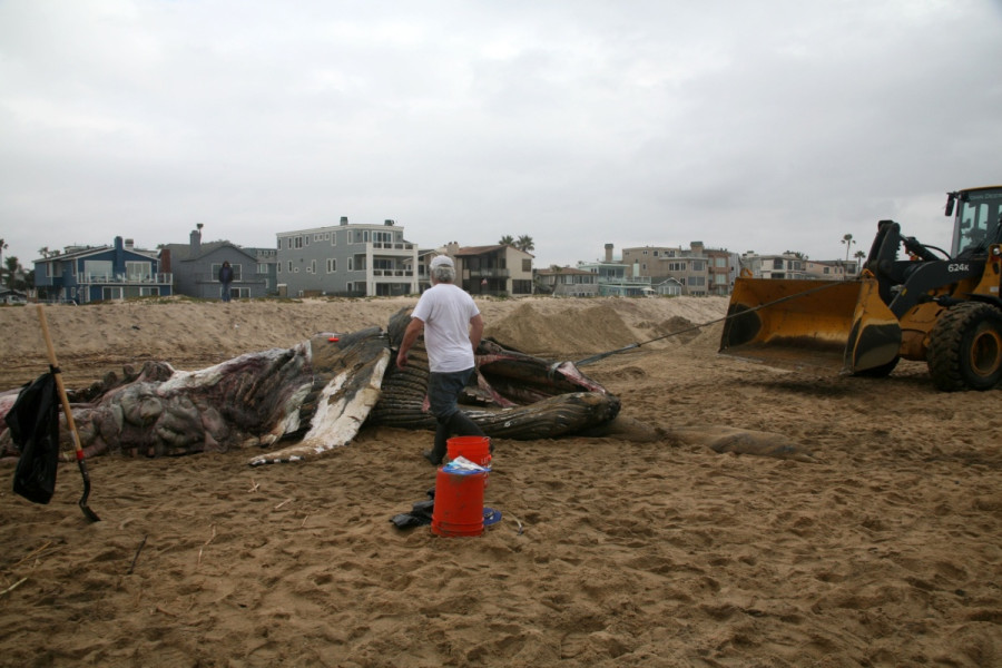 Climate change causes marine ‘coldwaves’ too