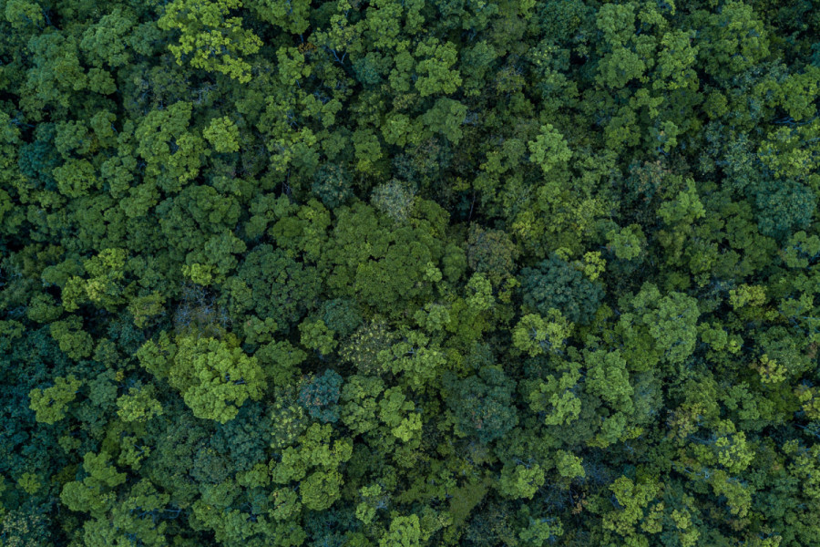 Forests’ expansion and climate change