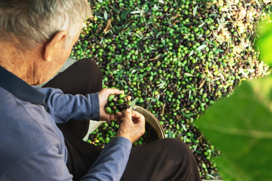 The lost prospects of olive farming