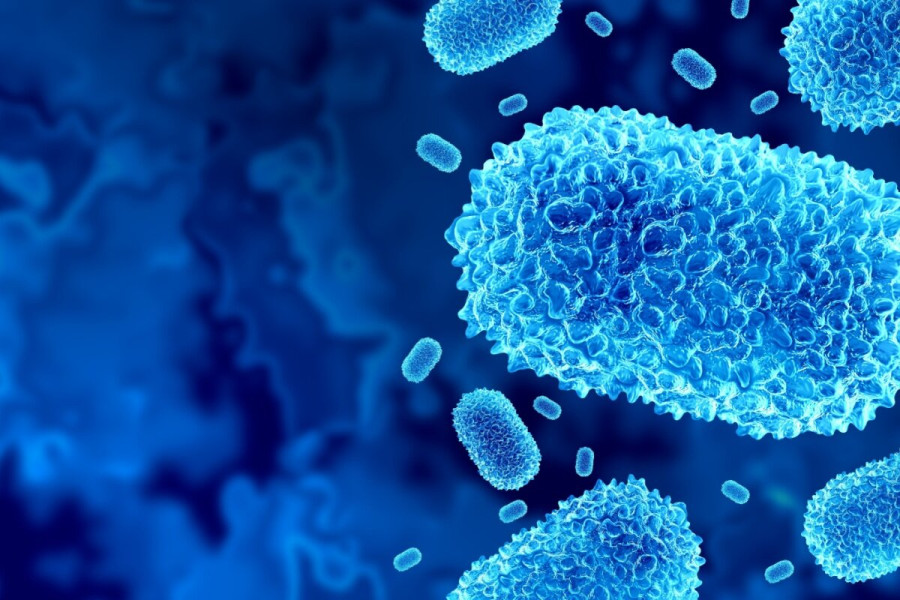 Humans, animals and pandemics