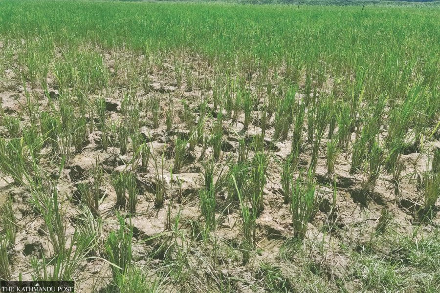 Farmers in drought-hit hills unable to sow maize
