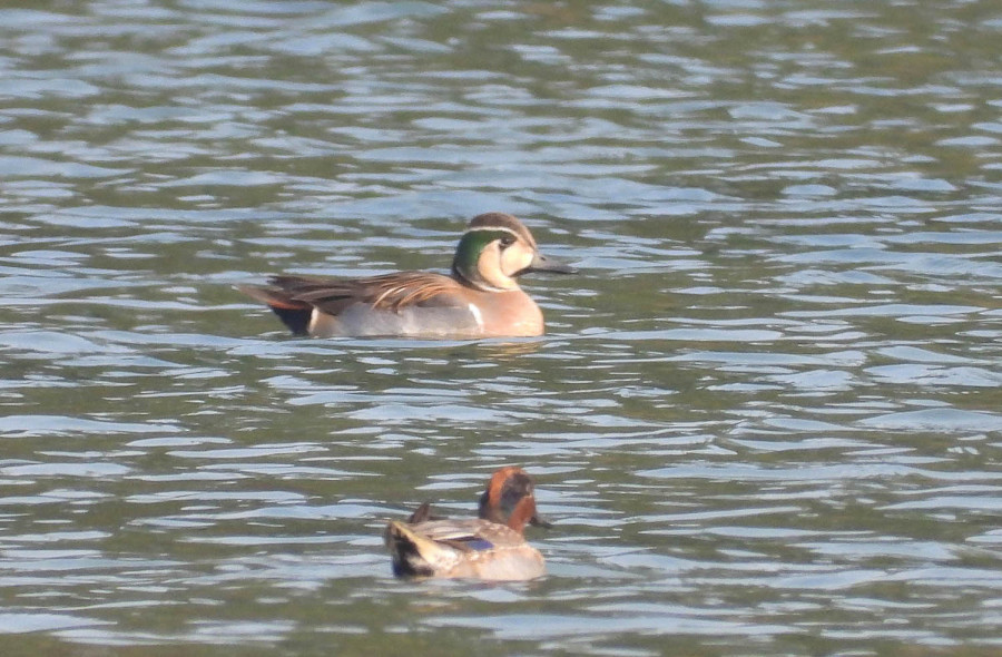 Census shows rise in water bird species and numbers