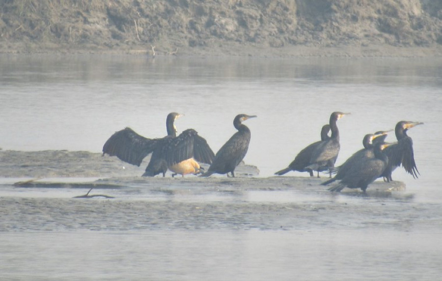 Bird decline in Koshi Tappu alarms conservationists