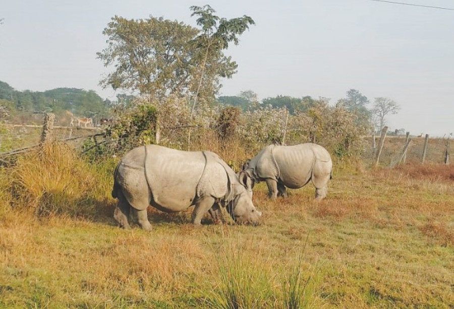 Efforts on to make Koshi Tappu a rhino habitat