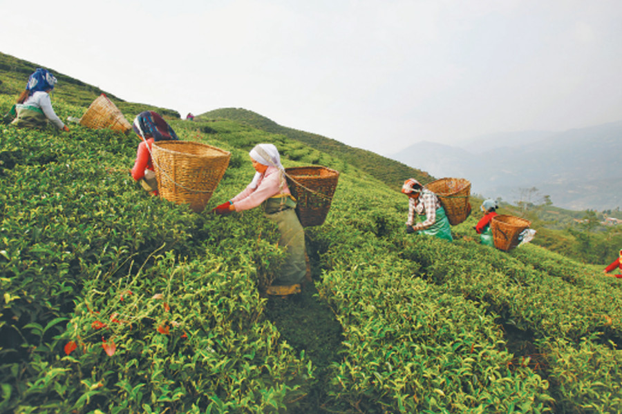 Chinese eye Nepali orthodox tea