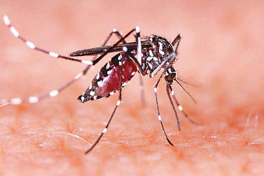 As dengue spreads nationwide, Nepali public resigns to fate