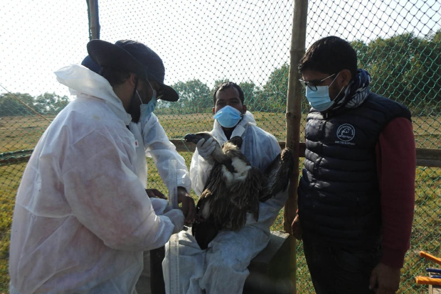 Researchers use GPS tags to track vultures at Shuklaphanta National Park