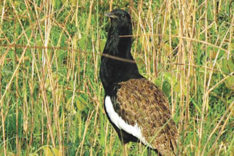 Shuklaphanta counts endangered Bengal floricans