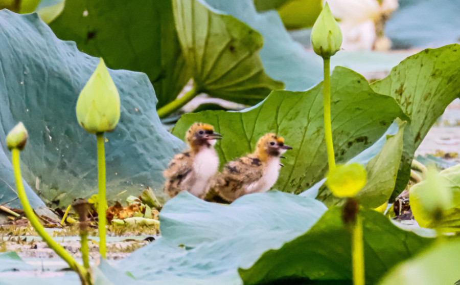 Ornithologists confirm first whiskered tern breeding in Nepal