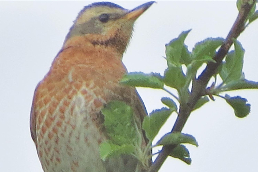 New bird species, Naumann’s thrush, recorded in Nepal