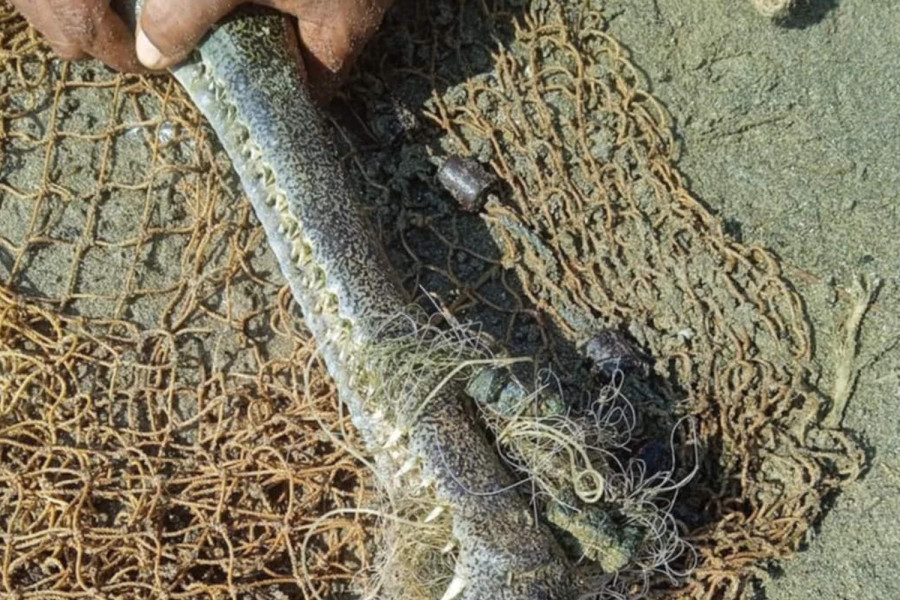 Fishing nets pose a grave threat to gharials in Chitwan