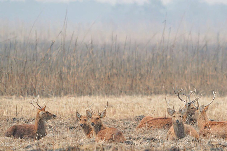Shuklaphanta National Park ramps up grassland management to preserve swamp deer habitat