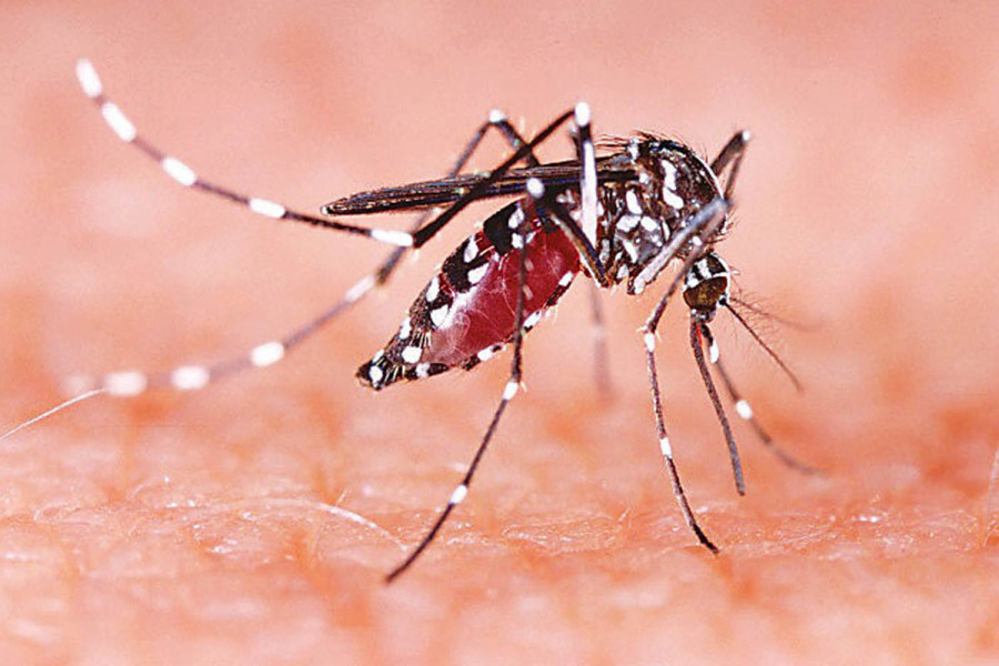 Counting cases alone won’t defeat dengue, warn doctors