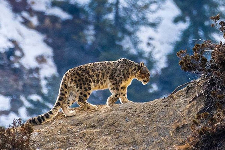 ‘Snow Leopard’ receives honourable mention