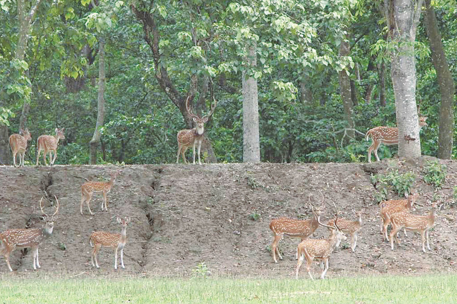 Land mounds offer refuge to wildlife during flooding