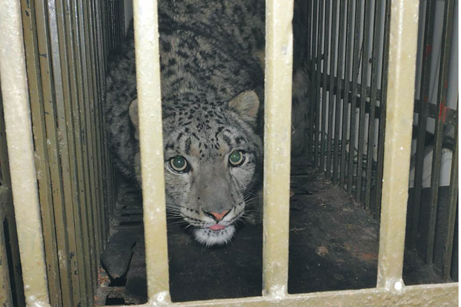 Snow leopard study incorporated in local curriculum in Mustang