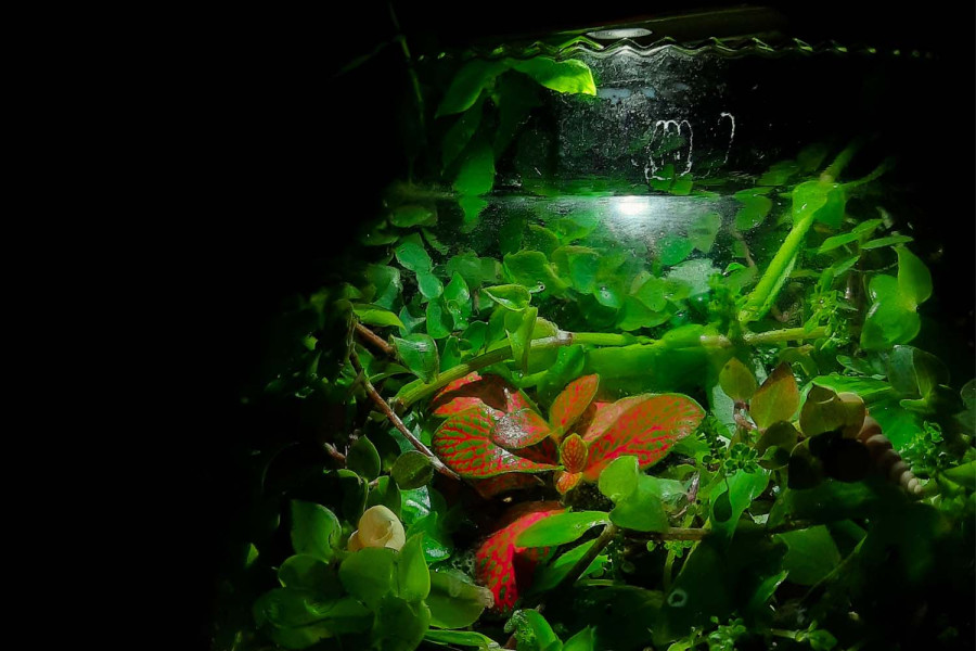 An enchanted microcosm of nature