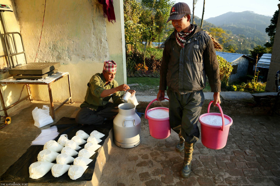 Is Nepal’s dairy sector headed for recession?