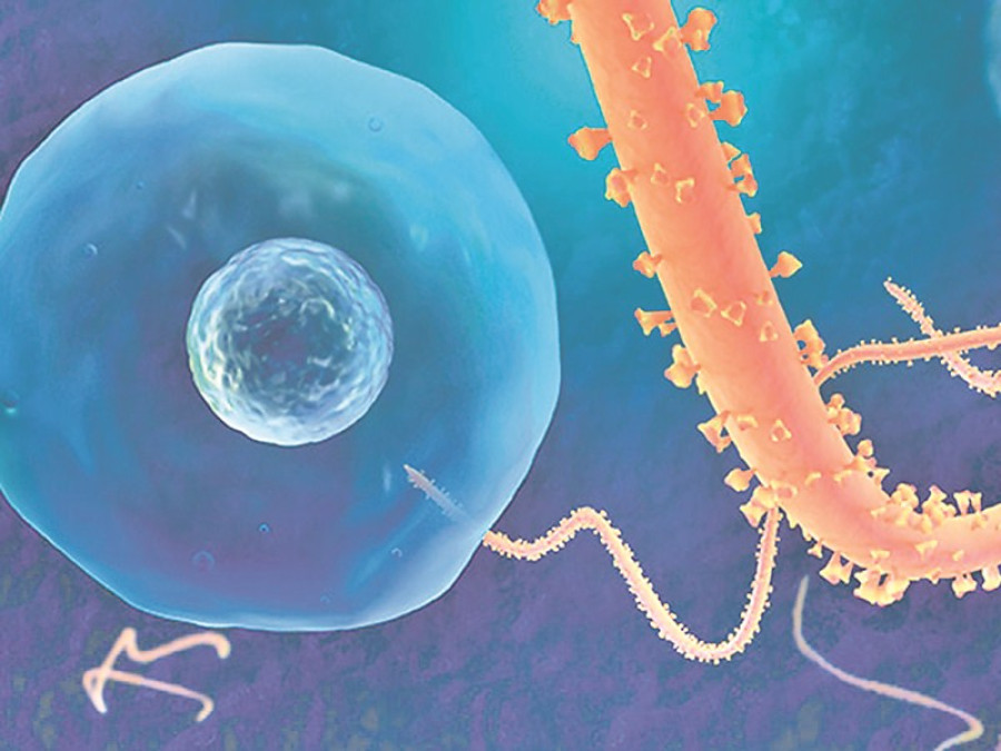 Zoonotic disease spillover raises risk of more outbreaks