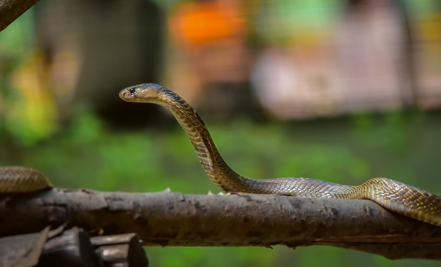 Monsoon in, snakebite risk up. Even mountain districts are not immune