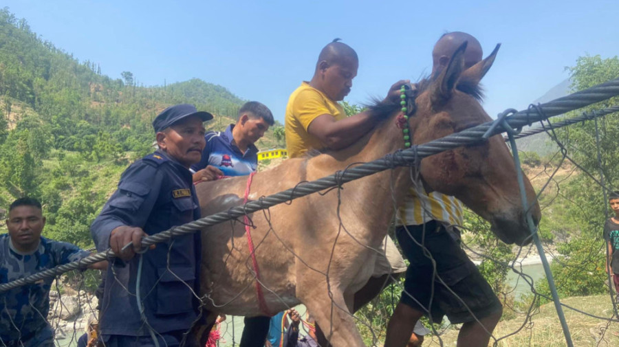12 of 14 mules stuck on footbridge after cable snap rescued alive