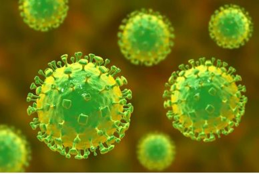 Health ministry alerts agencies to risk of Nipah virus outbreak