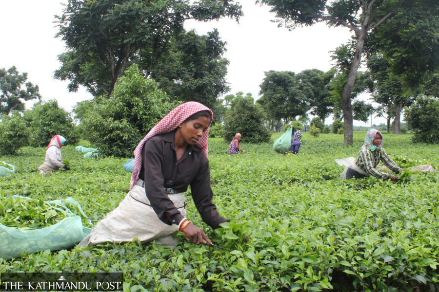 Nepal looks to Pakistani, Russian and Chinese markets to diversify its tea trade
