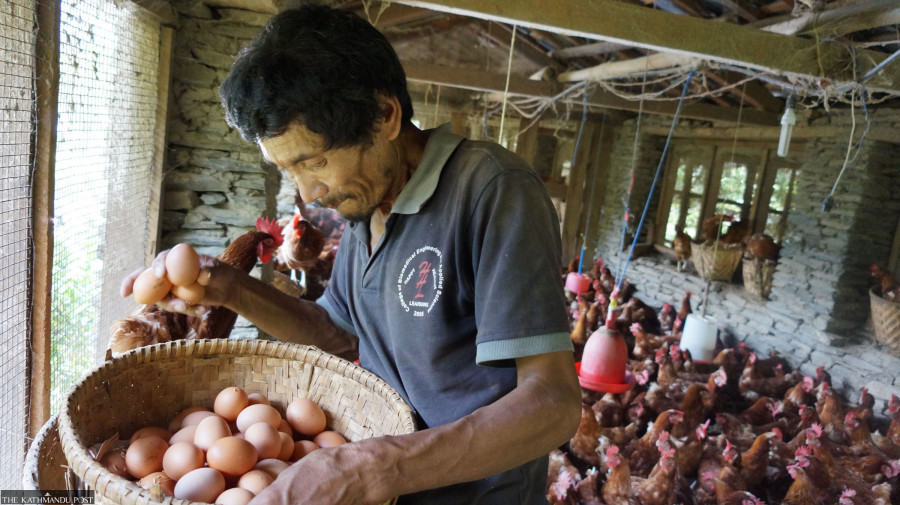 The humble egg prices reach historic highs