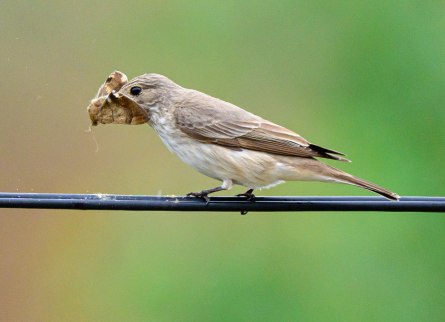 New bird species, spotted flycatcher, sighted in upper Mustang