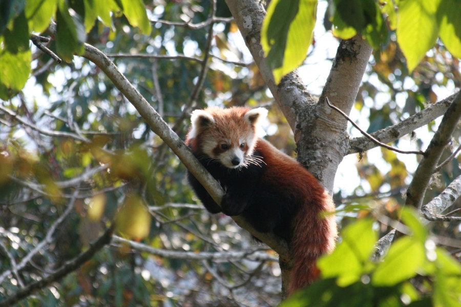 Local communities join forces to protect red panda