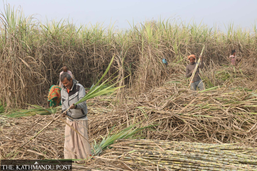 Sugar price soars despite abundance in sugarcane crushing season