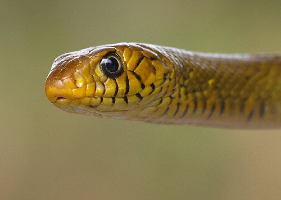 Call for awareness, training to reduce snakebite deaths