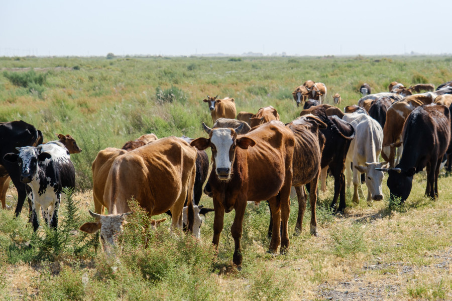 International Livestock Research Institute to help Nepal produce vaccine against lumpy skin disease