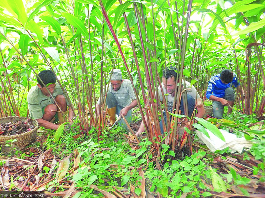Large cardamom prices reach near-record levels