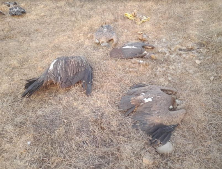 Five vultures found dead in Kawasoti