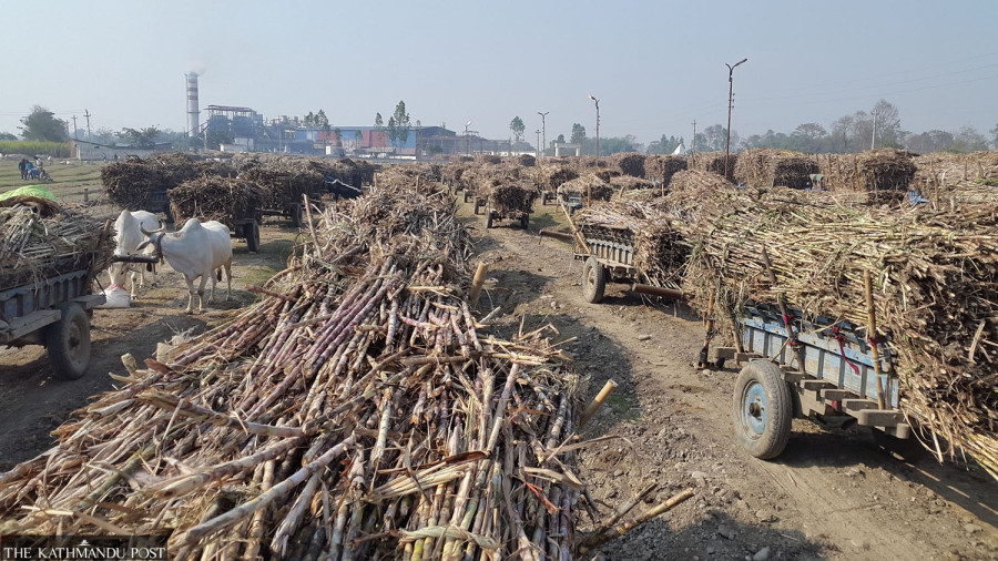 Farmers say ‘betrayed’ as government cuts sugarcane subsidy by half