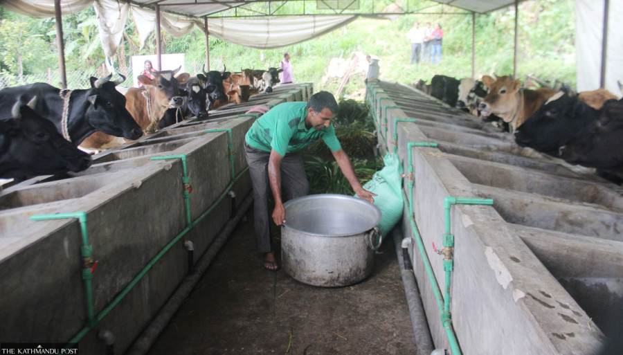 Flush season deepens dairy crisis as farmer dues mount