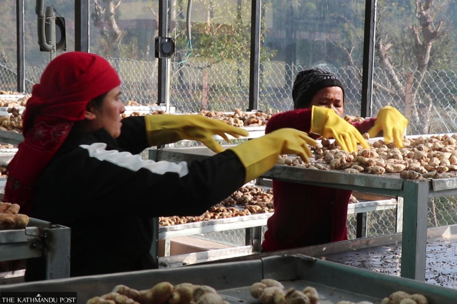 Ginger and beans from Palpa find European buyers