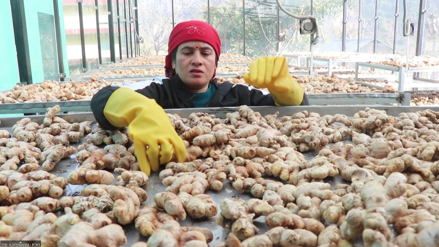 Women’s cooperative in Palpa exports 8 tonnes of unprocessed ginger to Europe