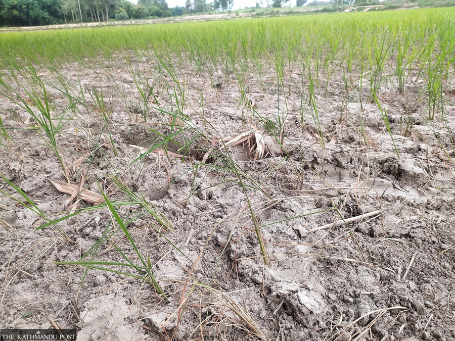 No rain means no rice in Madhesh