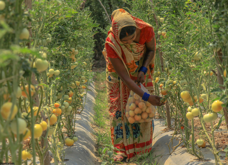 Vegetable prices see mixed trend: Tomatoes soar, others drop