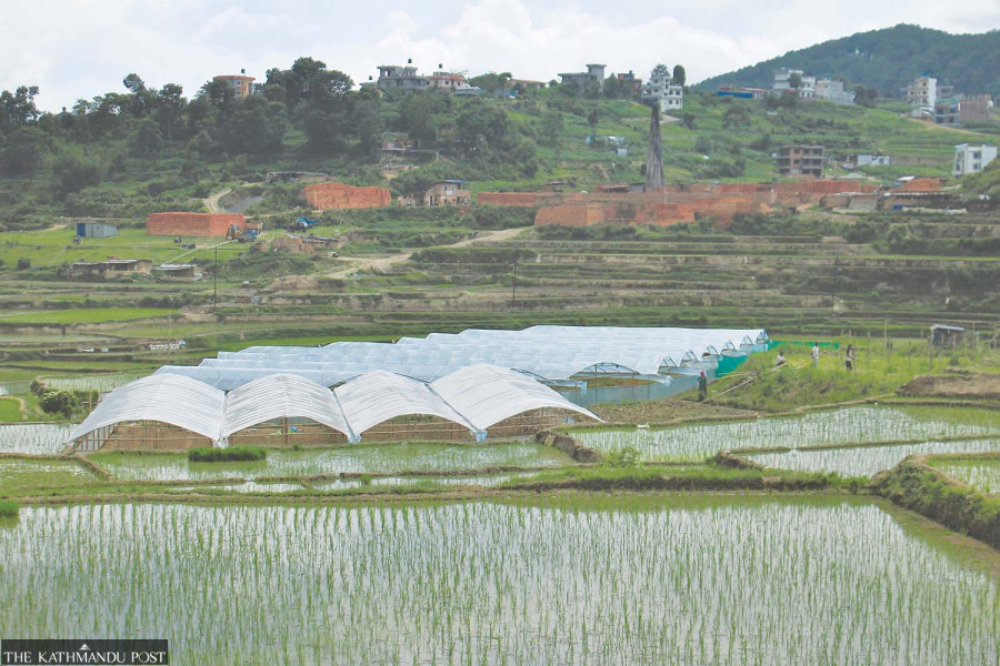Rains, rice planting send vegetable prices soaring