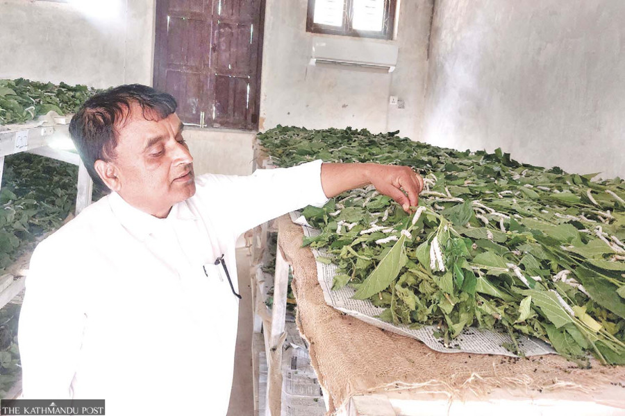 Tanahun silkworm farming mere tokenism as farmers lose interest