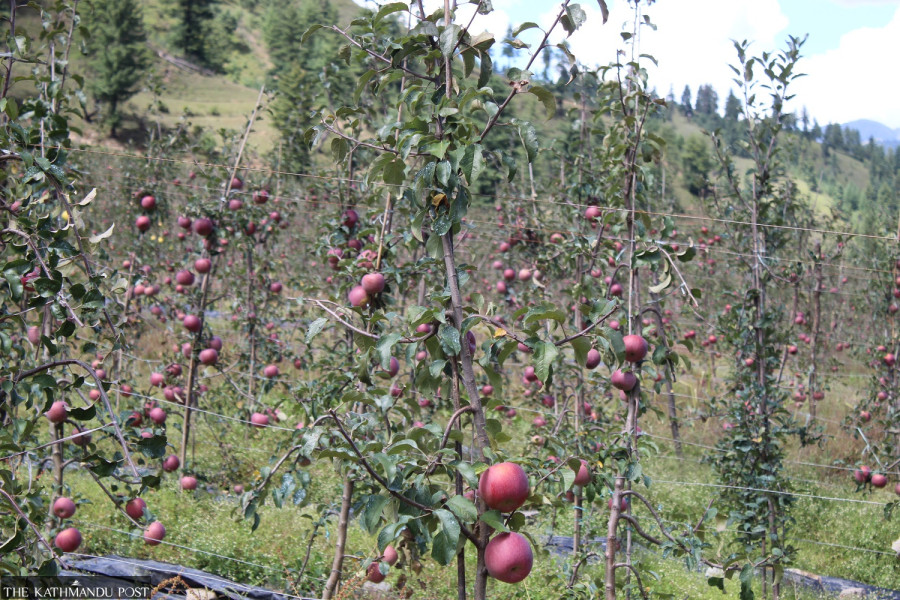 Road access boosts Karnali’s apple trade, quality challenges persist