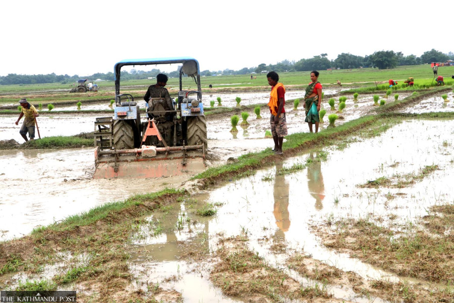Downpour spurs recovery in paddy output across Nepal’s largest food baskets
