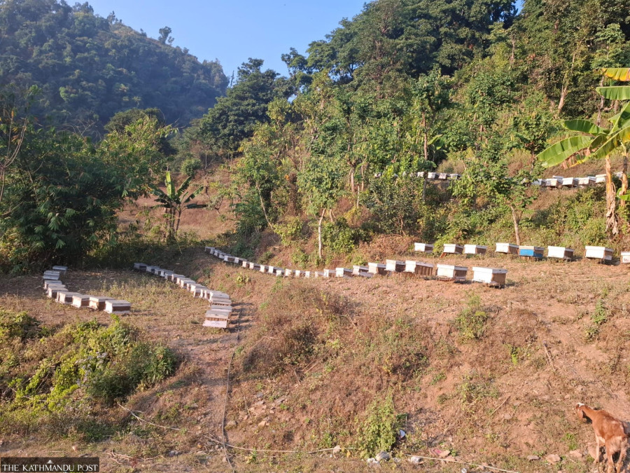 Chepang beekeepers taste success in honey business