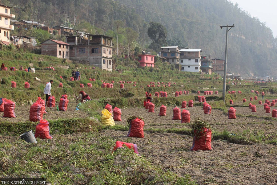 Vegetable prices shoot high as festivals eat up supplies