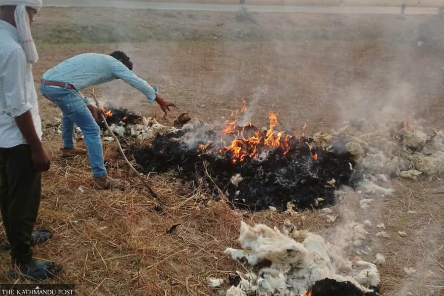 Kapilvastu shepherds destroy wool stock as market dries up and storage space runs out