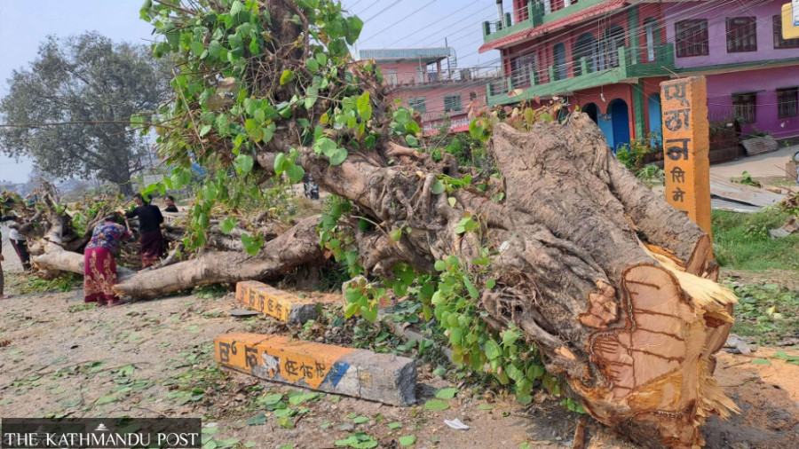 Over 7,000 trees felled for Butwal–Gorusinghe road widening