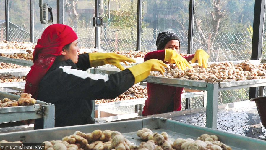 How a Nepali village is going global with ginger, beans